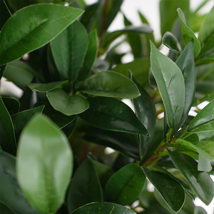 Precio DE FÁBRICA DE China para la venta de plantas artificiales al por mayor de alta simulación hermoso bonsái topiario falso hoja de <span class=keywords><strong>laurel</strong></span> árbol de <span class=keywords><strong>laurel</strong></span> - Product Image 5