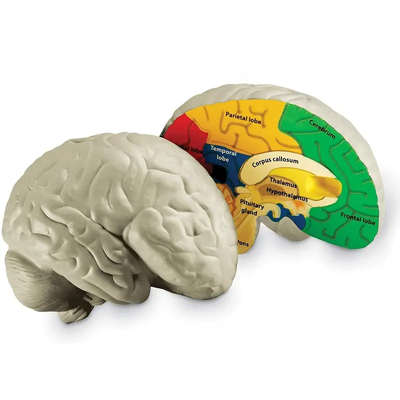 Cross-section 3D Human Brain Model