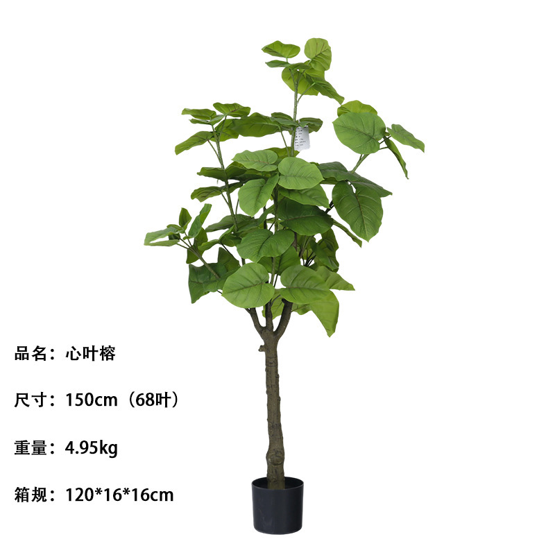 Ficus Heartleaf vert printemps, 150 cm (68 feuilles)