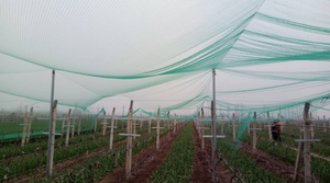 Bonne élasticité haute qualité noué HDPE tressé pêche poulet Anti oiseau filet fruits Cage filet - Product Image 2