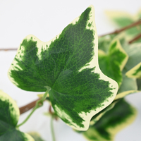 1.7m Rangkaian Daun Ivy Plastik Hijau, Rumput Buatan, Bunga, Semak, Hiasan Gantung untuk Kamar Tidur, Gapura Pernikahan, Apartemen, Pagar, Dekorasi Ruangan
