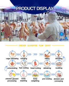 Chaîne d'Abattage Complète de Poulets CE ISO en Acier Inoxydable, Capacité 500-5000 Vol./h pour Abattoir - Product Image 3