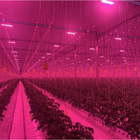 Système de culture hydroponique en gouttière avec irrigation goutte à goutte pour la culture de fraises, tomates et concombres en serre