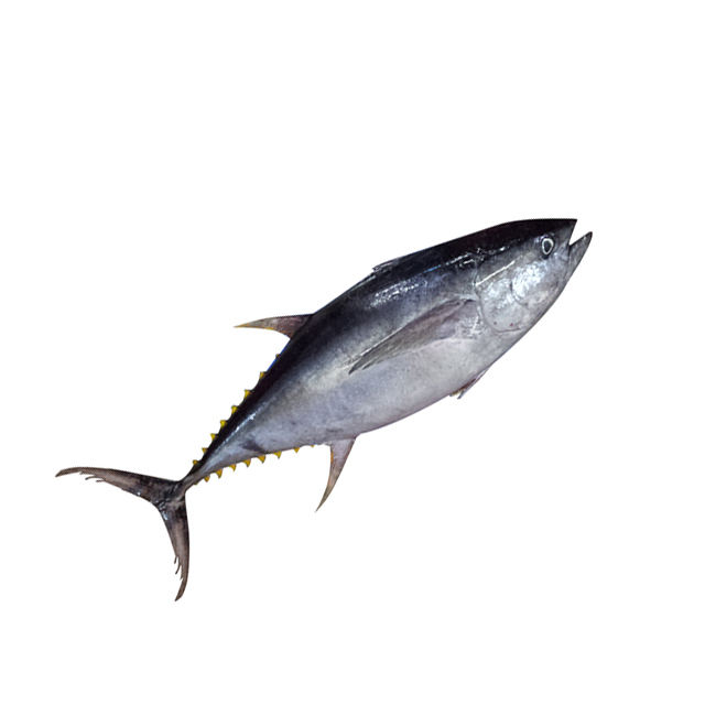 buy tuna manufacturer,yellowfin tuna fresh,yellowfin tuna gg