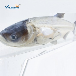 Especímenes desecados y preservados de carpa de cabeza grande, carpa plateada, carpa de cabeza grande y otras cuatro especies principales de peces de agua dulce utilizadas. - Product Image 2