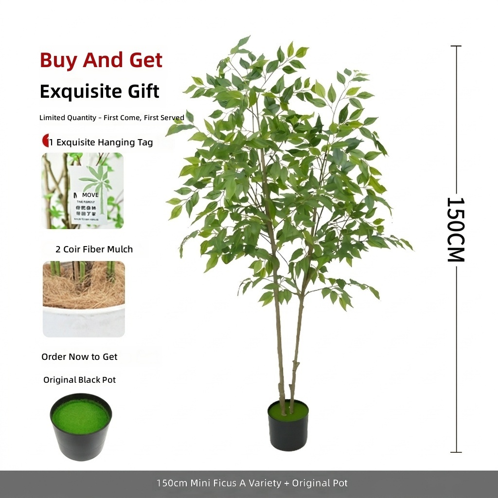 150cm Banyan Tree