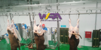 Meilleure vente, Machine d'abattage de mouton/bétail islamique avancée, Abattoir de vache, équipement d'abattoir Mobile à bas prix