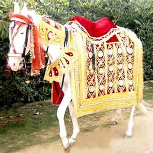 ชุดตกแต่งม้าสำหรับงานแต่งงานและคอนเสิร์ตแบบอินเดีย พร้อมวัสดุกำมะหยี่ ดีไซน์ทนทาน ขนาดและสีปรับแต่งได้ - ชุดม้าแบบโมเดิร์น - Product Image 1