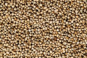 Cereales de Mijo de Grano Pequeño Más Vendidos para Producción de Alimentos Orgánicos, Alimentación Animal y Agricultura Disponibles a un Precio Accesible - Product Image 3