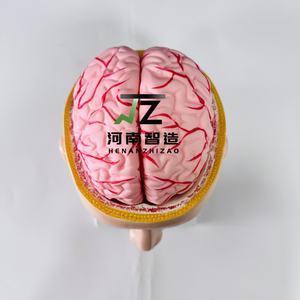 Modelo Anatómico de las Arterias Cerebrales en Relación con la Cabeza Humana - Modelo de Enseñanza y Entrenamiento Médico - Product Image 2