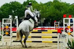 馬のショージャンプ乗馬ハードル乗馬競技の障害馬のジャンプの障害