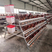 Cage à poules pondeuses à système de batterie automatique de retrait de fumier - 4 niveaux, 5 portes, type profond en A pour poulailler