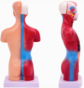 28cm 15 piezas modelo anatómico <span class=keywords><strong>del</strong></span> torso <span class=keywords><strong>del</strong></span> <span class=keywords><strong>cuerpo</strong></span> <span class=keywords><strong>humano</strong></span> para la ciencia médica - Product Image 5