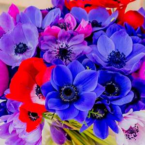 Flor de Anémona Artificial de Látex con Tacto Real, Venta al por Mayor de Fábrica, para Decoración de Hogar, Bodas y Fiestas, Arreglos Florales - Product Image 2