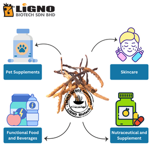 ซัพพลายเออร์ที่เชื่อถือได้จากมาเลเซีย Ophiocordyceps sinensis LiGNO OCS02 ได้รับการรับรองฮาลาลและโคเชอร์ เกรดเครื่องสำอาง OEM ODM สำหรับบำรุงผิว - Product Image 5