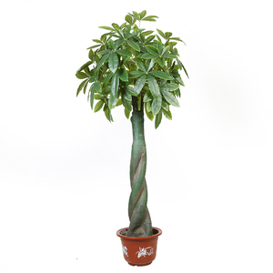 Lớn trong nhà nhân tạo nhựa màu xanh lá cây Fortune thực vật nhân tạo may mắn bện pachira tiền cây - Product Image 1
