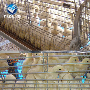 Gia cầm trang trại thiết bị lớp đẻ hen <span class=keywords><strong>Coop</strong></span> Chick lồng để bán - Product Image 2