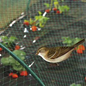 <span class=keywords><strong>Filet</strong></span> de protection contre les oiseaux en HDPE stabilisé aux UV, <span class=keywords><strong>filet</strong></span> anti-oiseaux, agricole, prix d'usine - Product Image 5