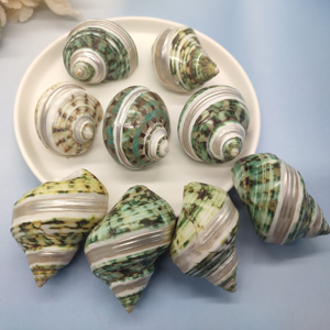 Coquille d'escargot naturelle décorative, coquille de conque à vendre-bon <span class=keywords><strong>prix</strong></span> pour l'artisanat, les bijoux, la décoration, <span class=keywords><strong>le</strong></span> cadeau - Product Image 3