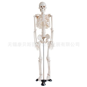 Modelo de Esqueleto Humano KBS/XC102 de 85 cm para Ajuste Óseo, Demostración de Yoga y Gimnasia, Enseñanza y Dibujo - Product Image 2