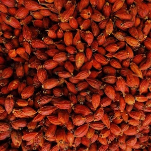 Proveedor mayorista Zhi Zi especias y hierbas secas Fructus Gardeniae nuevos cultivos semillas Rojas secas <span class=keywords><strong>de</strong></span> Fructus Gardeniae - Product Image 5