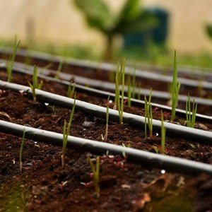 Tuberías de Riego por Goteo 	 Nuevo tubo lateral de riego por goteo de PE, diámetro de 12 mm a 32 mm, conforme a la norma IS 13488:2008. - Product Image 3