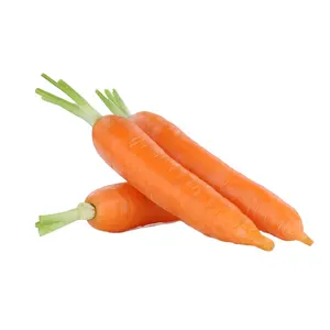 High Quality Fresh Chinese Carrot New Crop Supply with Best Carrot Price