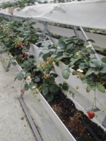 Automatisch PVC druppelirrigatiesysteem voor aardbeien, verticaal groeiende gootkas, bodemloze kweek, kanaalrek, laag.