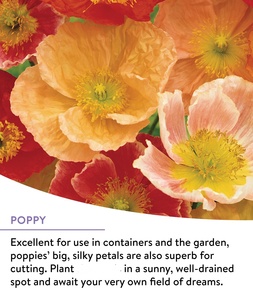 หว่านดอกไม้ผสมไม้ยืนต้น18นิ้วสำหรับสวนผสมเกสรดอกไม้สำหรับดอกไม้ประดิษฐ์บนพื้น - Product Image 4