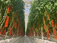 Serre commerciale pour la culture de tomates - Couverture en PE durable et ventilation pour légumes, fruits, fleurs, arbres
