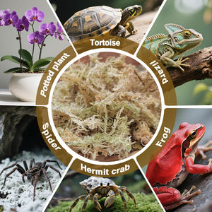 7.1OZ Premium sphaigne mousse naturel luxe rempotage moyen pour plantes carnivores succulentes reptiles-sacs de mousse séchée séchée - Product Image 6