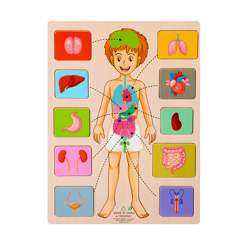 Puzzle de l'organe masculin