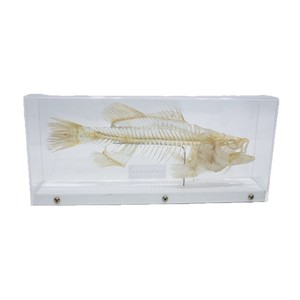 Spécimen de squelette de perche, véritable spécimen anatomique d'os, squelette de poisson d'eau douce, équipement expérimental pour les élèves du primaire et du secondaire - Product Image 5