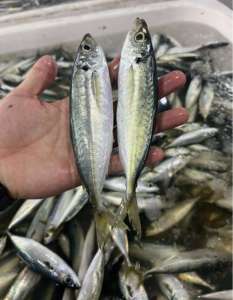 Tonno Skipjack Congelato Intero, Pesce all'Ingrosso, Frutti di Mare Disponibili - Product Image 1