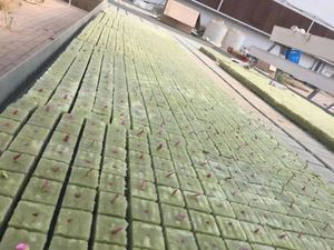 Thủy Canh Đá Len Khoáng Sản Với Thủy Canh Hạt Giống Nấm Trồng Vừa Đá Len Khoáng Sản Khối Lập Phương - Product Image 4