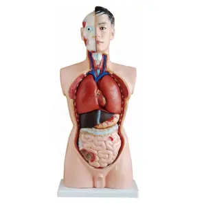 85CM 19 Parts Human Half Body Manikin Organ Teaching Model, Anatomical Human Body Torso Male Anatomy Model