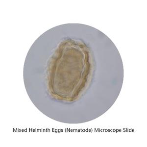 Lames préparées d'œufs de <span class=keywords><strong>nématodes</strong></span> mixtes, spécimens de parasitologie médicale, lames de microscope en verre et plastique pour l'enseignement médical scolaire - Product Image 2
