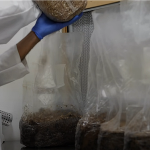 Túi Trồng Nấm Kháng Khuẩn Mycelium Chất Liệu Polypropylene Túi Ấp Trứng - Product Image 4