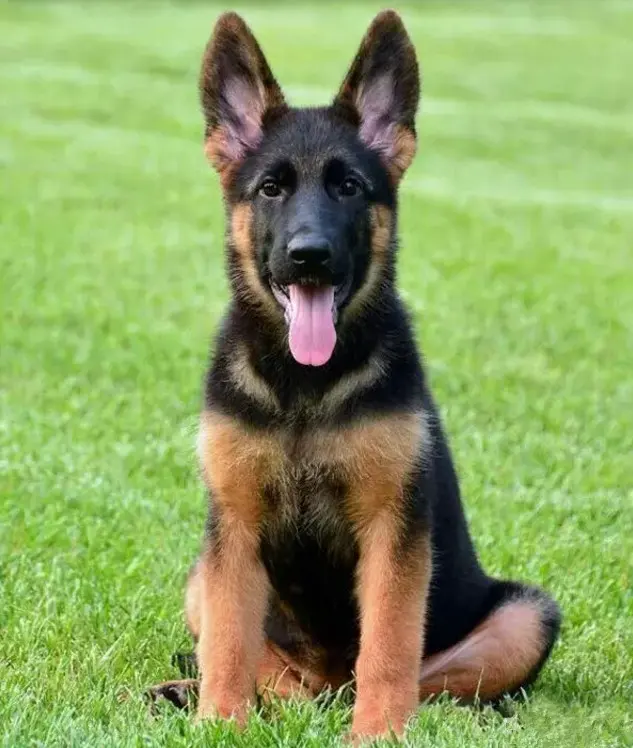 Simulation Tiermodell Hundes pielzeug Deutscher Schäferhund Dekoration Schwarzer Rücken Unisex Künstlicher Großer Echter Hund Zum Verkauf Hund Schaufenster puppe 1St