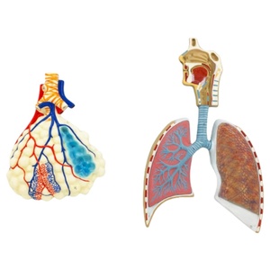 Sekiz sistem İnsan anatomisi modelleri sinir sindirimi, endokrin, motilite, lenfatik üriner sistem anatomisi modelleri öğretim için - Product Image 5