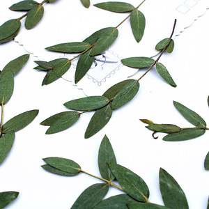 Feuilles et branches d'<span class=keywords><strong>eucalyptus</strong></span> séchées naturelles pour la création de cadres photo, marque-pages, cartes et décoration intérieure - Product Image 3