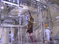 Ligne automatique de traitement de la viande halal 100 pour bovins Abattoir sans cruauté de viande bovine pour équipement de boucherie Abattoir pour musulmans