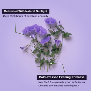 Complément d'huile d'<span class=keywords><strong>onagre</strong></span> en gélules molles – Soutien beauté à base de plantes pour femmes - Product Image 4