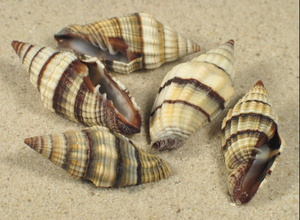 ถุงมือเปลือกหอยจากเวียดนาม - Product Image 2