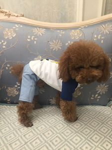 ארבע עונות ג 'ינס אוניברסלי עיצוב נוח חיית מחמד מכנסיים כלב מחמד - Product Image 2