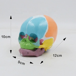Material didáctico, modelo de cráneo infantil colorido con marca de número, hueso Frontal para recién nacido, producto de ciencia médica, anatomía - Product Image 5