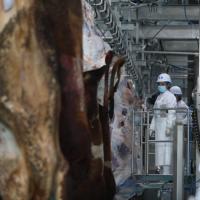 Équipement d'abattoir automatique pour la mise à mort des lapins, des porcs, des moutons et des oiseaux, fabriqué en acier