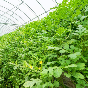 Pep Per Etfe Serra Pellicola Agricola - Product Image 1