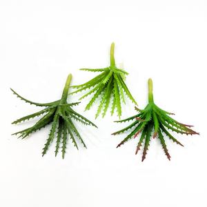 The ฟันเลื่อย aloe ตกแต่งภายในบ้าน mini succulent พืช - Product Image 1