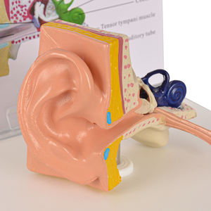 Modelo <span class=keywords><strong>de</strong></span> anatomía del oído humano, ciencia médica - Product Image 5